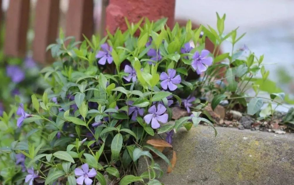 但蔓长春匍匐型的植物,就比较适合养在一些阴凉湿润的环境下