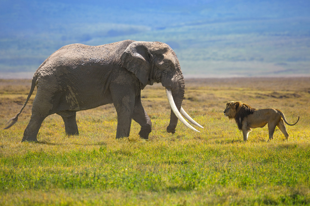 狮子和大象的对峙大象的游泳时间比你想象的要长大象喜欢水,甚至算得