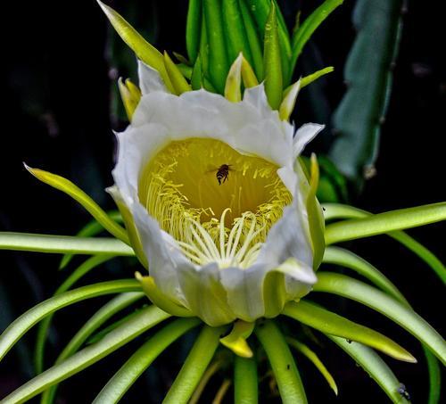 霸王花的功效与作用有哪些?
