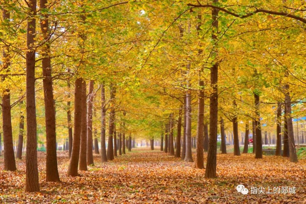 银杏一黄郯城人必去的地方