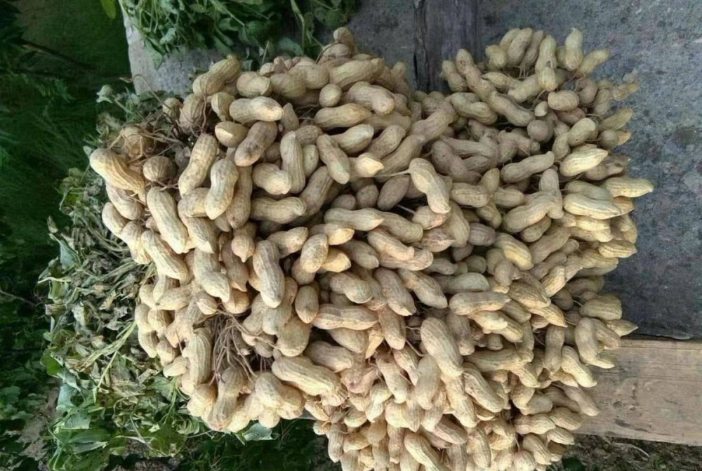 2020年这几个花生品种稳产又高产,明年你会选择种植吗?
