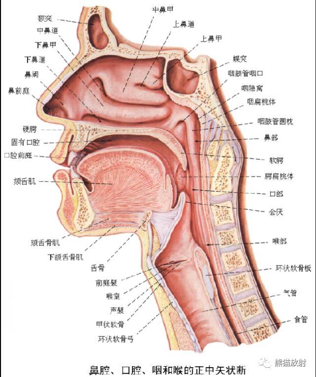 詳細的消化道造影彩色解剖圖