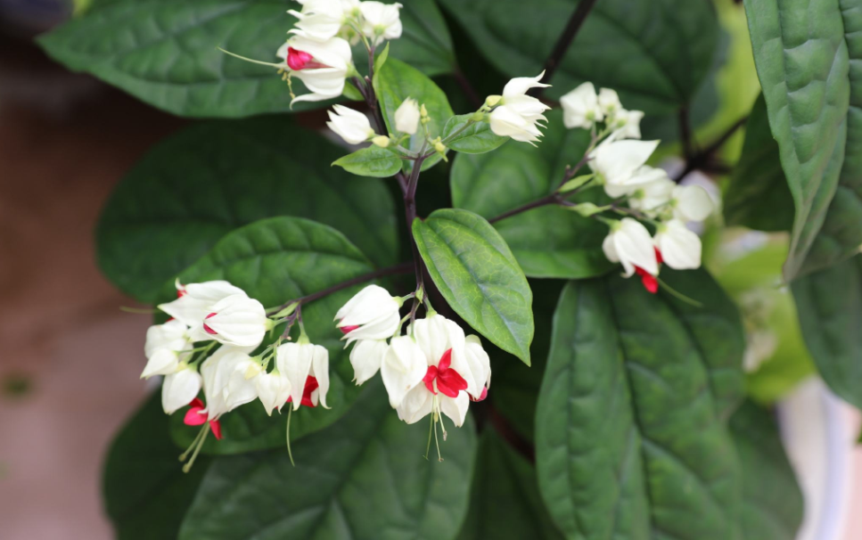 龙吐珠寓意(龙吐珠寓意不好)