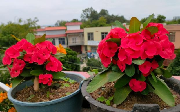 这些植物全是不可替代的珍宝 有灵性 懂得感恩 水培 盆栽 白掌 铁线蕨 富贵竹 虎皮兰