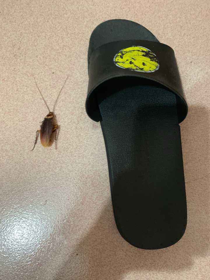 还敢用脚踩,拖鞋暴打蟑螂吗?爆浆的后果,可不是一般的严重!