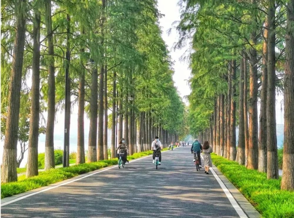 和华侨城生态湿地公园的秋景图到微信群里绿道两旁水杉成林正是骑行