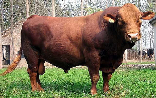 为什么牛光是吃草就可以长出一身强壮的肌肉而人类却不可以