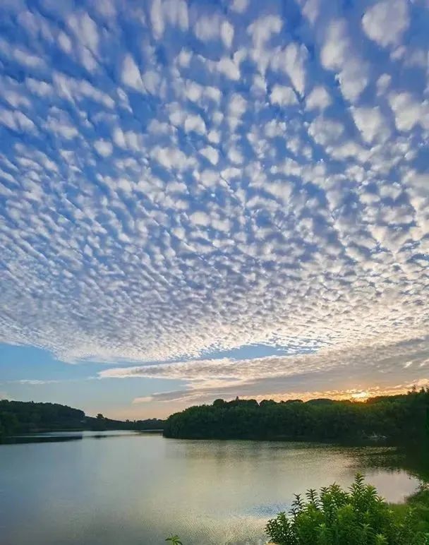 太美了你看到今天东莞上空的鱼鳞云了吗