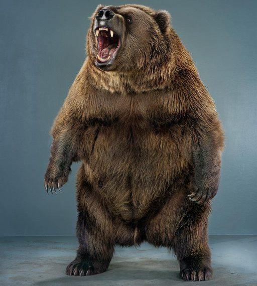 曾经发现的最大的雄性南美细齿巨熊个体体长超过4.