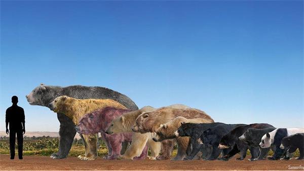 在遥远的史前时代南美洲生活一种超级巨熊细齿巨熊