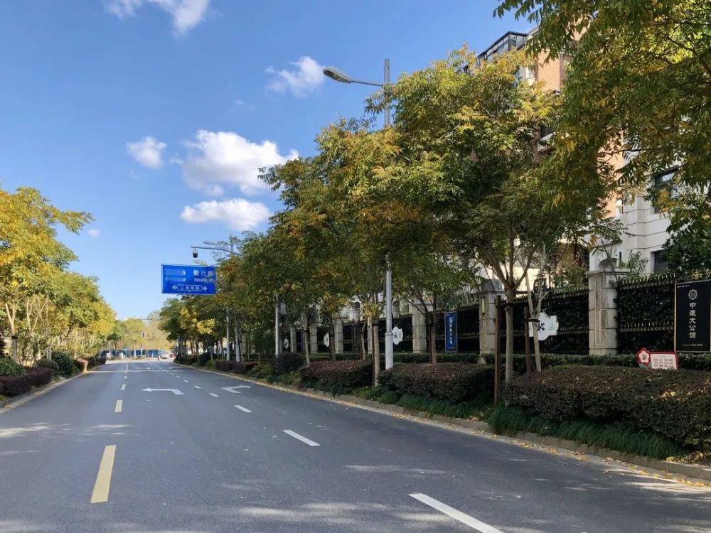 在杨浦,有一种美叫"落叶不扫"!这三条"黄金大道"等你来打卡