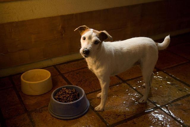 狗粮不合口味,是狗往食盆里撒尿的原因吗?