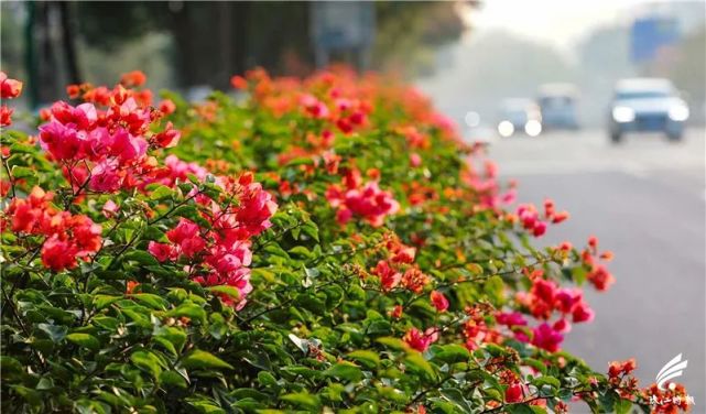 花开满城 冬日的南海 美得像童话世界 满城 南海 三山森林公园 粉黛乱子草 戚伟雄 方智恒