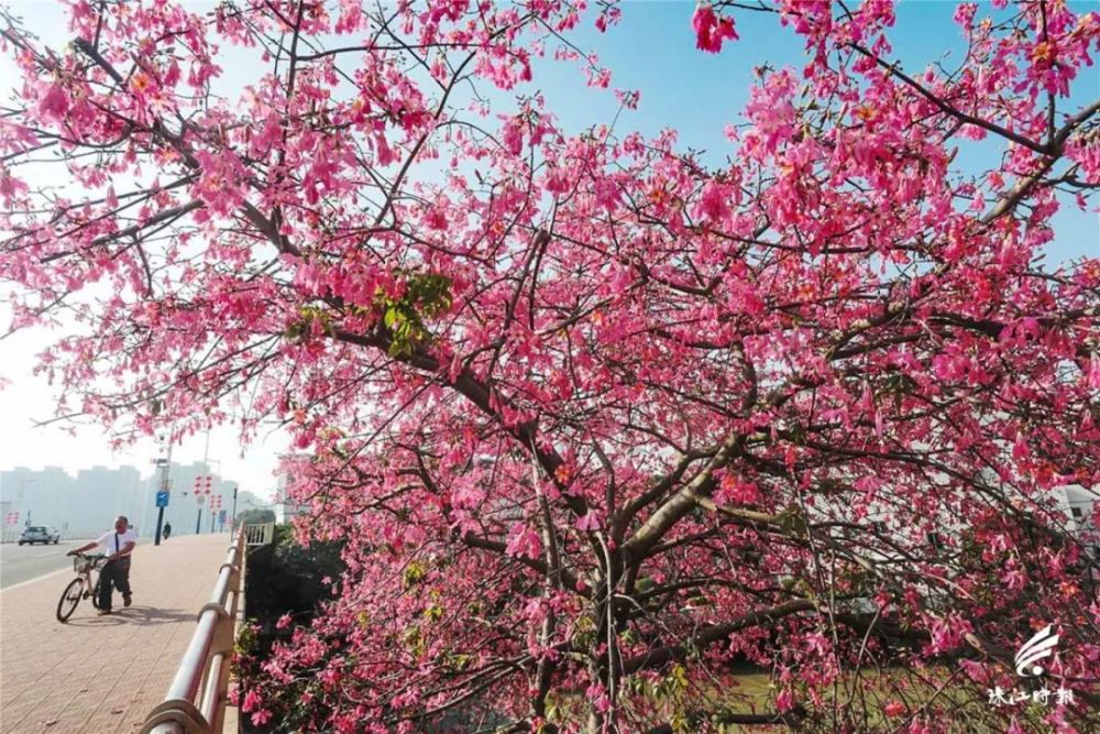 花开满城 冬日的南海 美得像童话世界 腾讯新闻