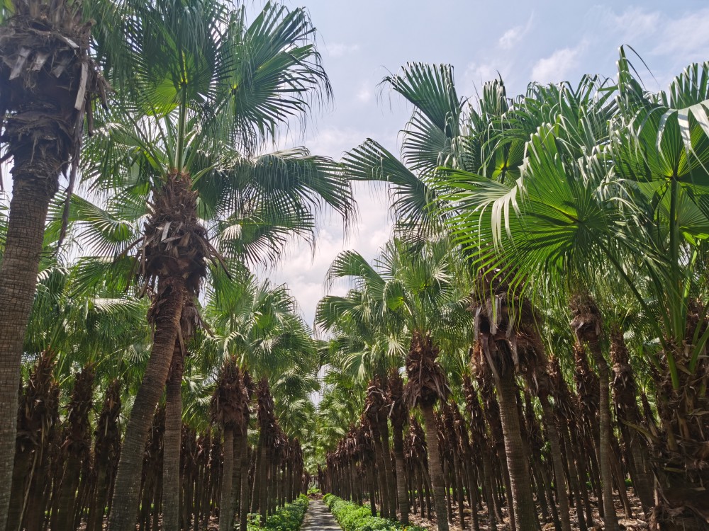 新会不仅有陈皮还有葵扇去南坦看看世界唯一的蒲葵林