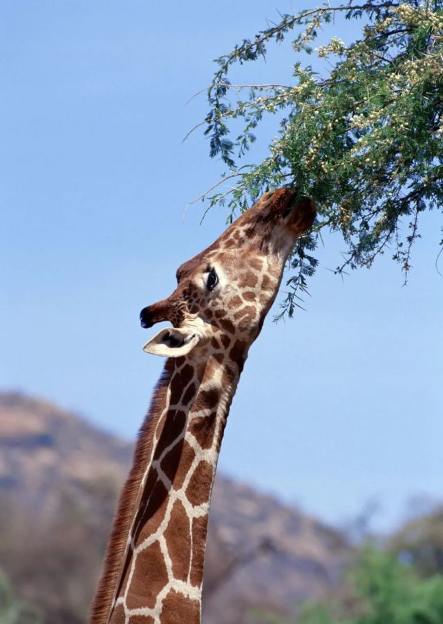长颈鹿真的很奇葩|动物园不太能养好的动物系列