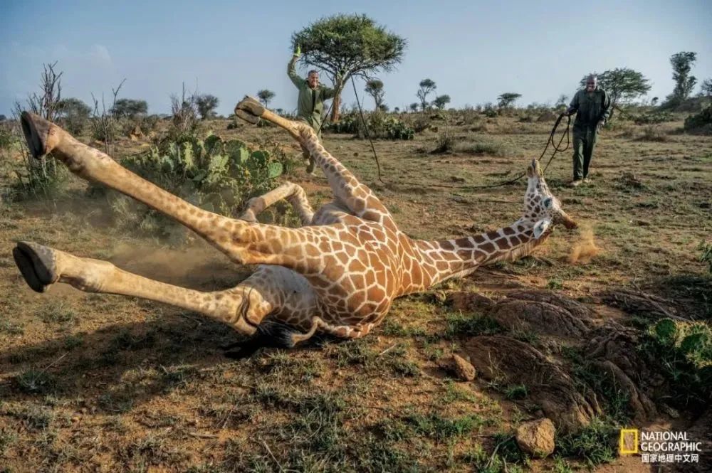 肯尼亞路易薩巴野生動物保護區內野生動物專家靠近一頭注射了鎮靜劑的