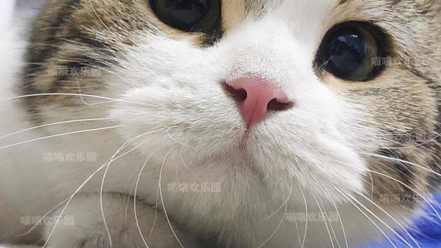 每只猫咪都有自己喜欢吃的食物和讨厌的食物 腾讯网