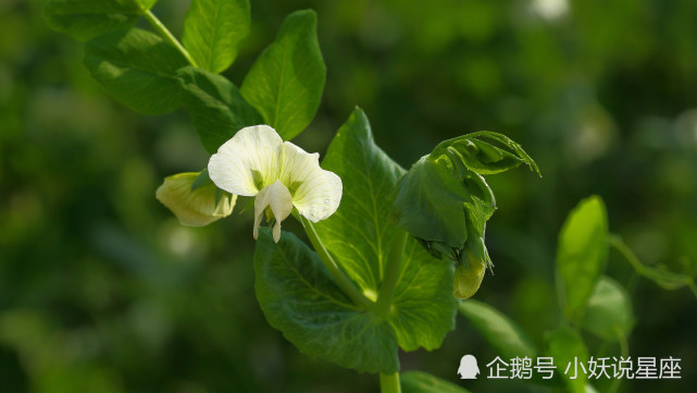 11月12日星座运势 排除万难 收获美好的四大星座 星座运势 星座 巨蟹座 白羊座 双鱼座 天蝎座