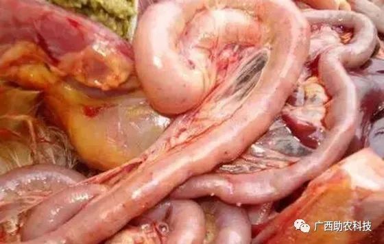 肠子烂了是什么病 腾讯网