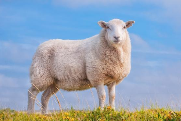 属羊的人干事比较舒朗,性格直爽.仅仅对自己过于苛刻,计划太多.