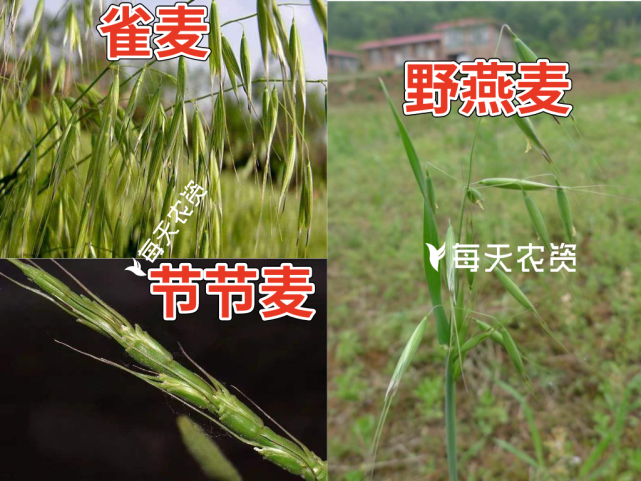 这一时期麦田杂草主要以禾本科杂草为主,例如:节节麦,雀麦,野燕麦等.
