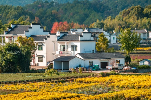 藏在花海里的古村落安徽这个山村美如画卷村民每天生活在画中