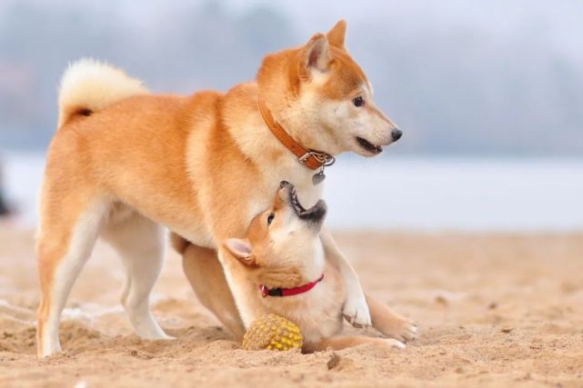 柴犬脸型大揭秘 腾讯网