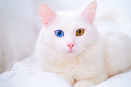 猫主子们请注意！这四类猫咪更易患癌症，请注意预防，呵护哟！_腾讯网