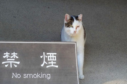 猫主子们请注意！这四类猫咪更易患癌症，请注意预防，呵护哟！_腾讯网