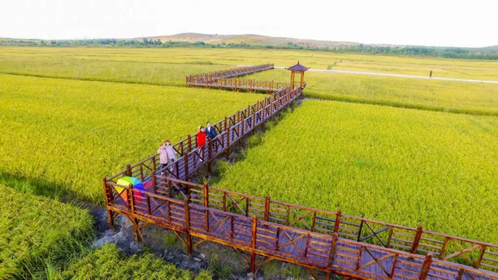 兴安盟:延长产业链 提升价值链推动稻米产业高质量发展