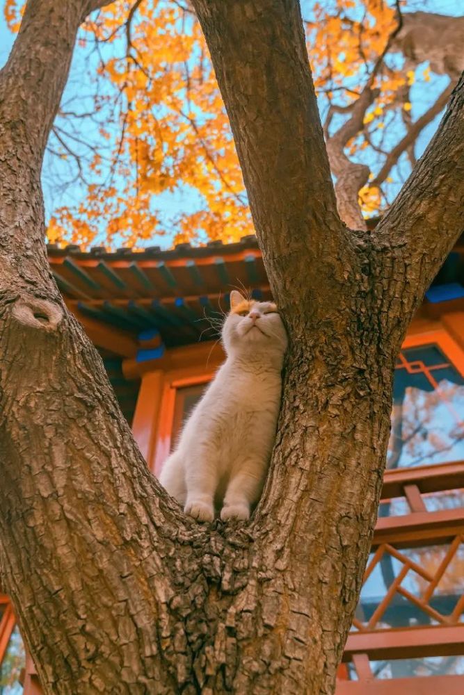 用4w张猫片收获百万粉丝 这位行走的猫薄荷到底有什么魅力 腾讯新闻