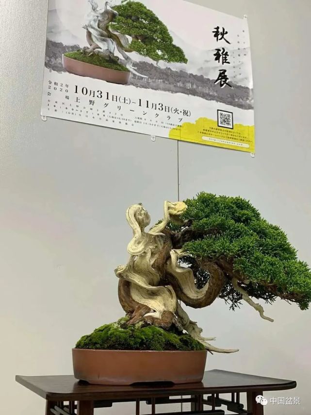 日本第28届秋雅展盆景作品精彩放送 盆景 山本彩加 铃木浩之