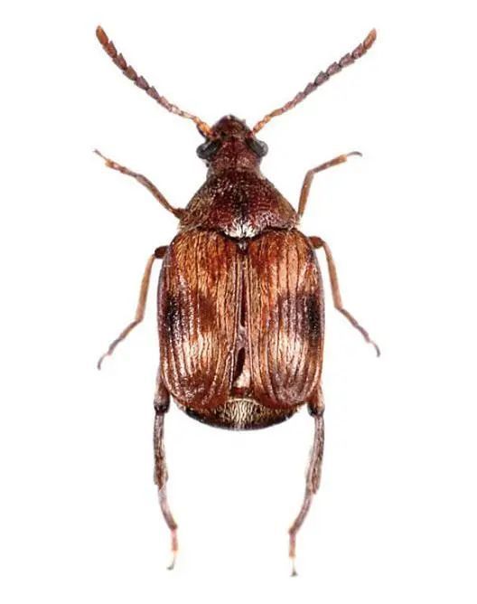 鹰嘴豆象(图片来源:动植物检疫信息资源共享服务平台http://info.