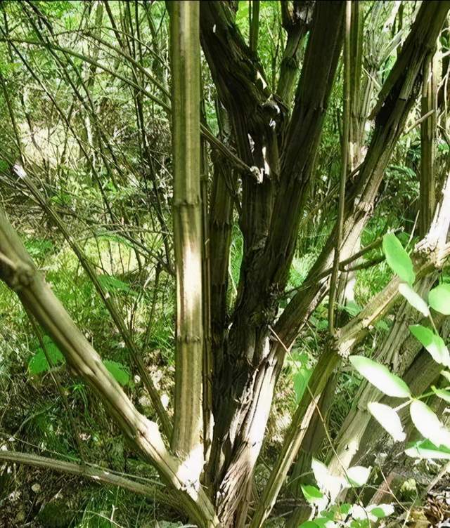 知道降龙木是哪种树木吗它生来就有六棱还被佛家寓意六道轮回