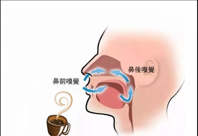 嗅觉差是什么感觉?