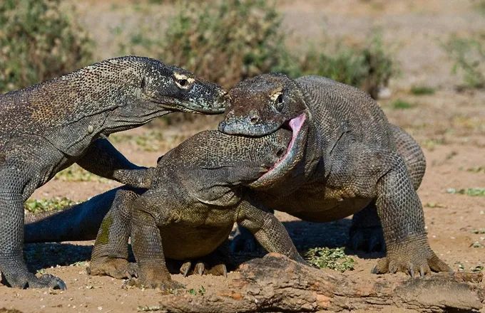 科莫多巨蜥vs河马图片
