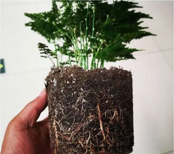 文竹跟云竹是一种吗有哪些差别哪种更好养了解这些再决定