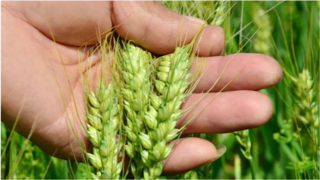 喷雾|小麦越冬前如果没做好这一项，开春以后可能就麻烦了