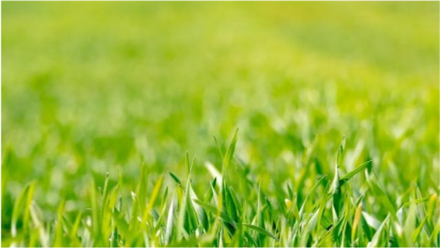 喷雾|小麦越冬前如果没做好这一项，开春以后可能就麻烦了