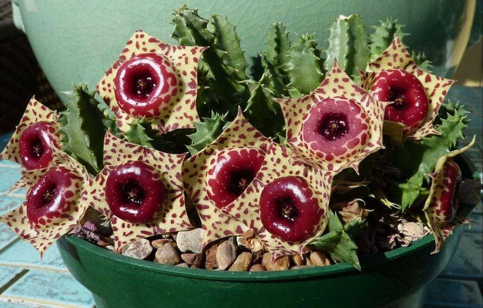 这几种多肉有毒种植请小心注意