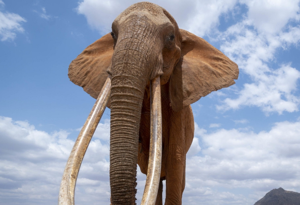 运气测试:四个大象你觉得哪个体重最重?测出你最真实的一面!_腾讯新闻