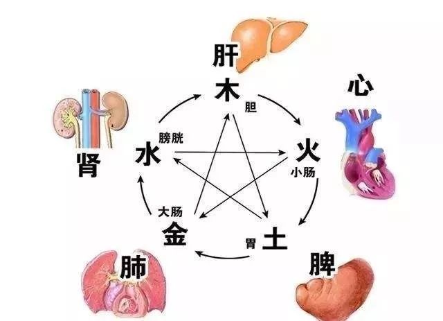 (肾脏与骨相合,气荣华反映在头发,肾属水,脾属土,肾水受脾土的制约)肾