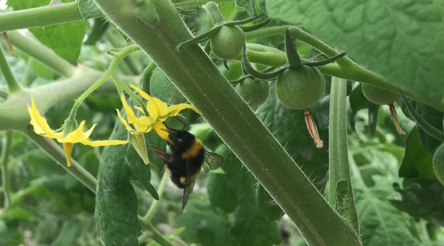 熊蜂|熊蜂丨小生物大本领