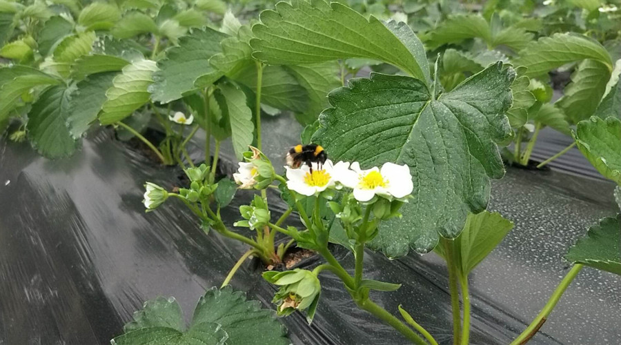 熊蜂|熊蜂丨小生物大本领