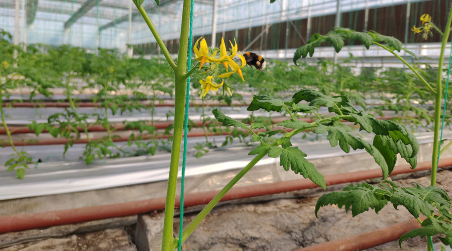 熊蜂|熊蜂丨小生物大本领