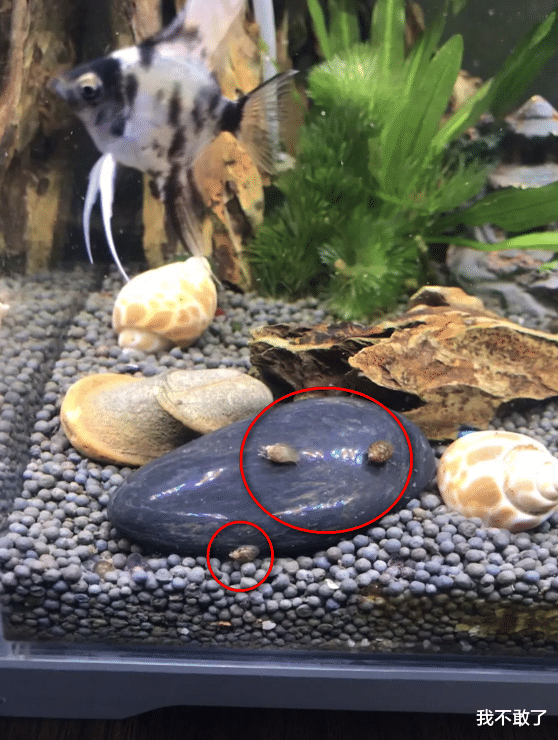 "几个月没动的鱼缸里多了十几个小螺,它们是从哪来的?
