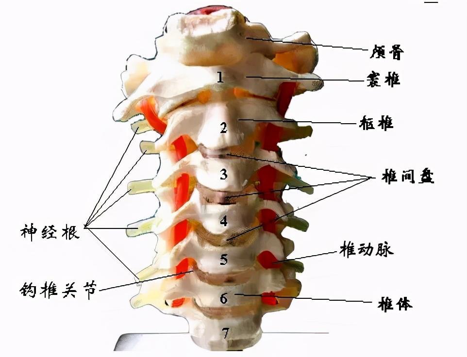 得了頸椎病為什麼會出現手麻,手疼呢?