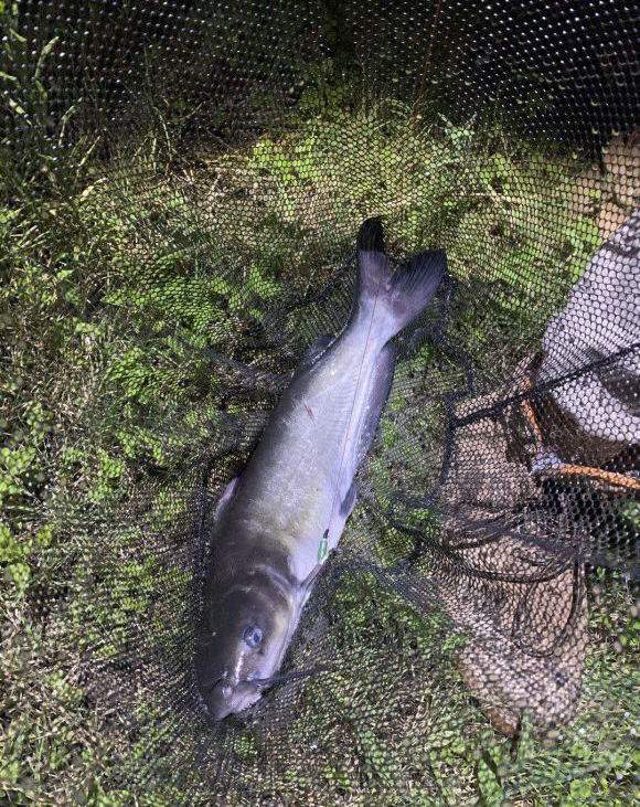 美國鱸魚,非洲鯽魚,德國鯉魚,這些外來物種在瀾滄江到處都是?