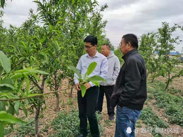 想致富到张家桥衡水阜城张家桥百万网红桃苗静候佳音